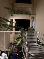 Fragrance Court (D5), Apartment #473190981